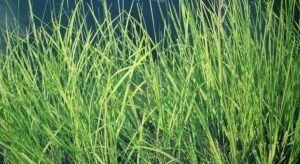 Cỏ vetiver